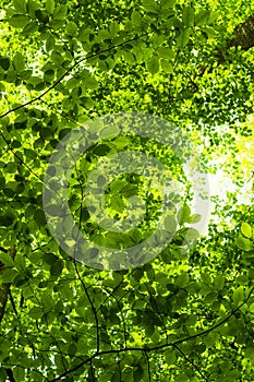 Green leaves background