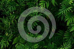 Green leaves Background