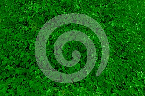 Green leaves background