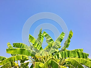 Green leaves background