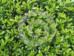 Green leaves background, Close up.  Ixora leaves backdrop. Ixora trees wall