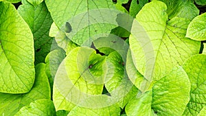 Green leaves background. Close up of leaf details high angle view. Siberian bugloss plant