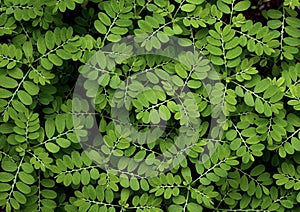 Green leaves background. Closeup of Phyllanthus niruri. Gale of the wind.