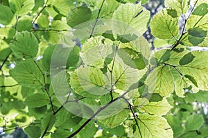 Green leaves background of Corylus avellana photo