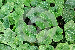 Green leaves background,Crookneck pumpkin