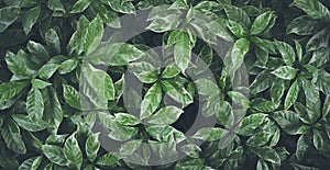 Green leaves background design.Flat lay.Top view of leaf.Nature