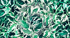 Green leaves background design.Flat lay.Top view of leaf.Nature