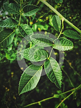 Green leaves background dog rose leaf or rosa canina vertical green photography