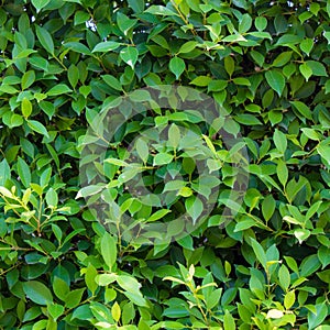 Green leaves background or the naturally walls texture Ideal for use in the design fairly. photo