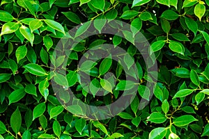 Green leaves for background/Green leaves wall texture of the tropical forest plant,on black background.