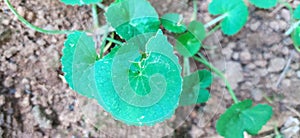 Green leaves on the background of the ground in the daytime