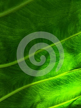 Green leaves background. Leaf texture,concept of nature conservation