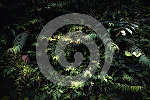 Green leaves background. Lush thickets of these shade-loving plants in a rainforest setting. Natural background with