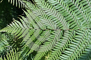 Green leaves background. Natural tropical background nature forest jungle foliage