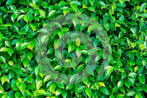 Green leaves background  or the naturally walls texture Ideal for use in the design fairly