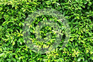 Green leaves background  or the naturally walls texture Ideal for use in the design fairly