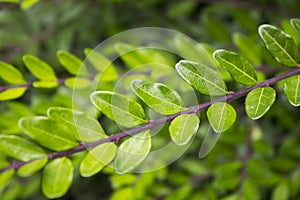 Green leaves background nature