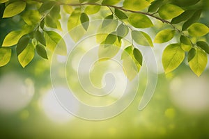 Green leaves background nature abstract for spring and summer season wallpaper