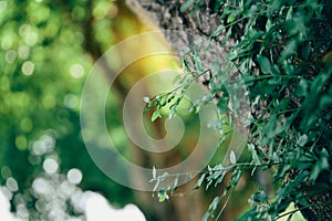 Green leaves background nature, environment, ecology greenery, clean plant spring