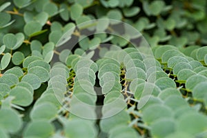 Green Leaves Background Shallow Depth Of Field