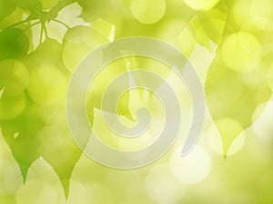 Green Leaves Background in Spring and Summer
