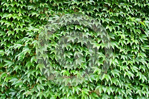 Green leaves background structure