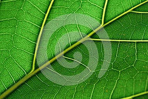 Green leaves background and texture the leaves of a fiddle leaf fig tree