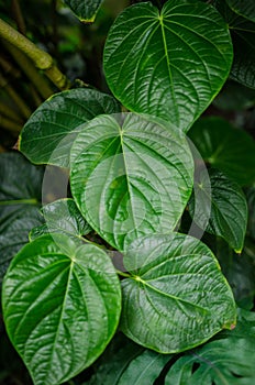 Green leaves background photo