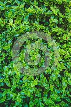 Green leaves background with tiny red blossoms