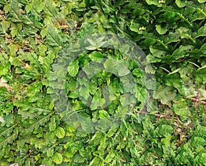 green leaves background. top view