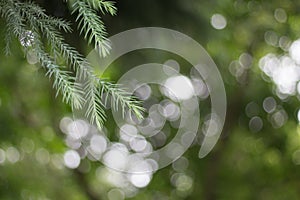 Green leaves background, the tropical forest plant. pine tree