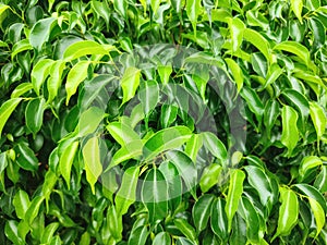 Green leaves background. Vivid green color of nature.