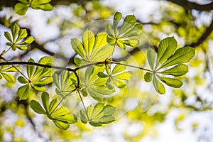 Green leaves background wallpaper