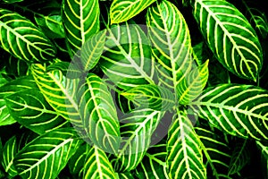 Green leaves background for wallpaper backdrop, Natural background, Green  leaf texture, nature dark green background