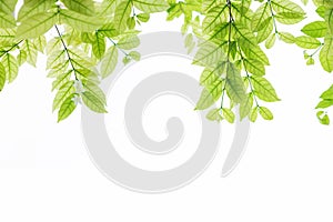 Green leaves background with white copy space, on white background