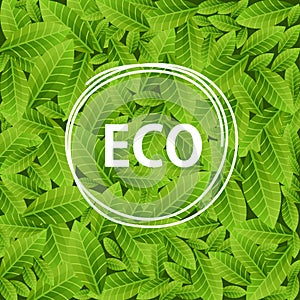 Green leaves background with word ECO in circle frame. Ecological concept. Vector illustration