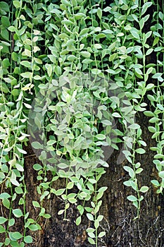 Green leaves backgrounds