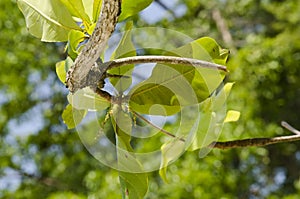 Green leaves with backlight on blue sky background