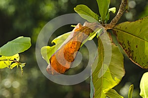 Green leaves with backlight on blue sky background