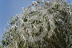 The green leaves of bamboo are covered with ice and frost in winter