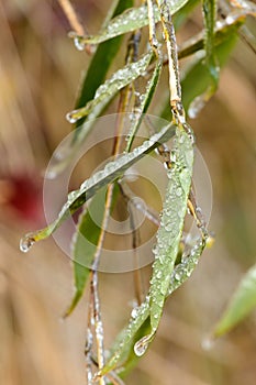 The green leaves of bamboo are covered with ice and frost in winter