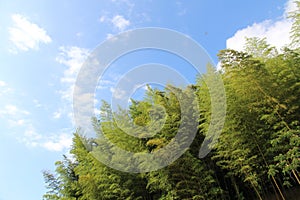 Green leaves bamboo forest and blue sky