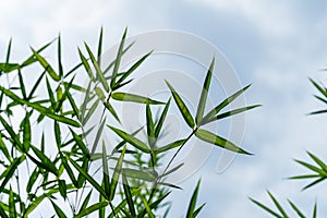 Green leaves bamboo Phyllostachys aureosulcata. Evergreen graceful  plant on background of bright blue sky with white clouds