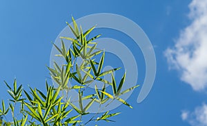 Green leaves bamboo Phyllostachys aureosulcata. Evergreen graceful plant on background of bright blue sky with white clouds