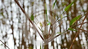 Green leaves bamboo stem with sunlight bokeh lens flare.