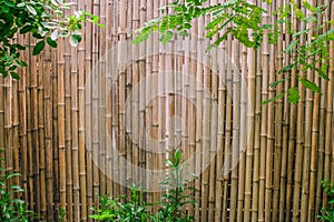 Green leaves with bamboo wall background for garden decoration.