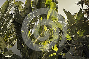 Green leaves of banana palms tree in a tropical garden