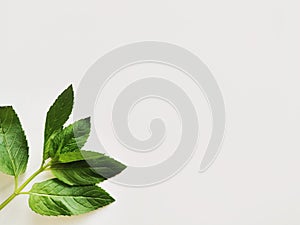 Green leaves on a white background photo
