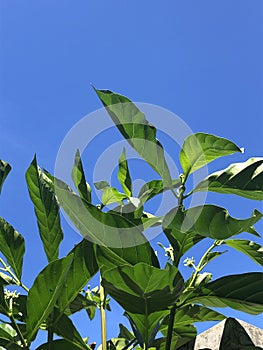 green leaves with a beautiful blue sky