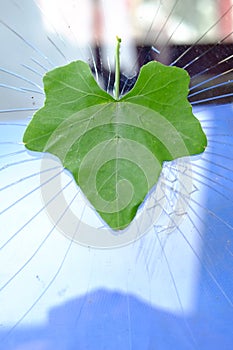 The green leaves of the beautiful gourd shape. The background is a cracked glass.